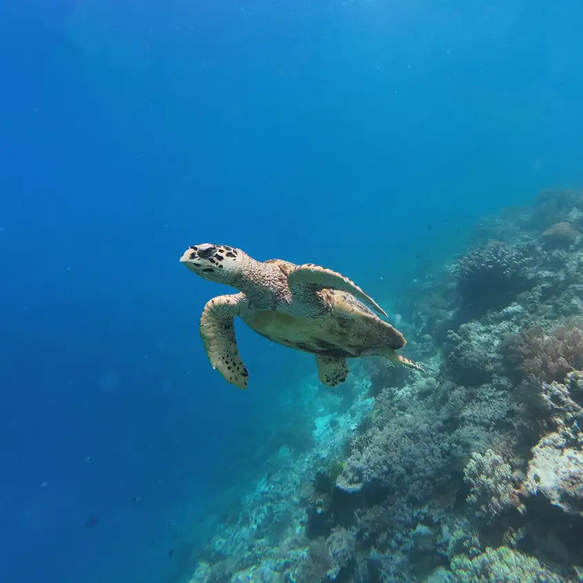 Vibrant marine life and fish species underwater Arcadia Beach Resort